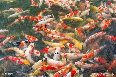 生肖養魚數量|【風水生肖養魚的數字】風水魚養幾條最好 